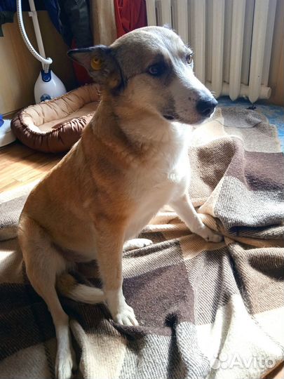 Собака в очень добрые руки