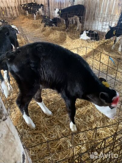 Телки бычки телята