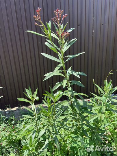 Олеандр розовый