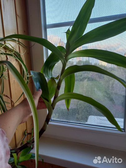 Золотой ус для настойки