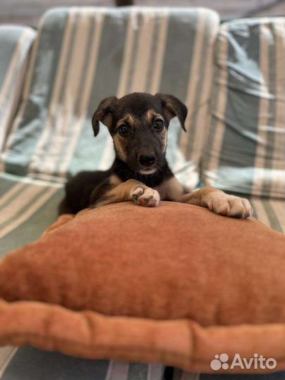 Собака в добрые руки