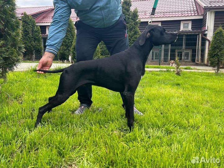 Щенки английского пойнтера 2 месяца документы РКФ