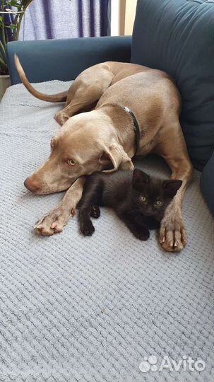 Передержка животных