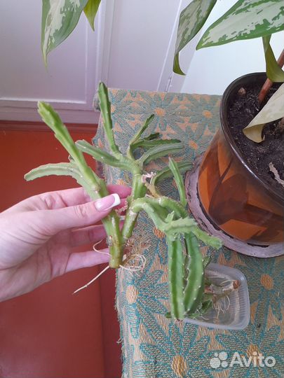 Суккулент. Стапелия