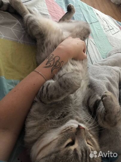 Котик в добрые руки