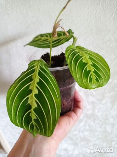 Маранта лимон лайм