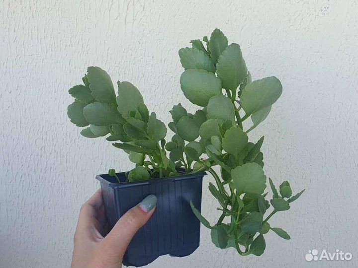 Комнатные цветы. Каланхоэ