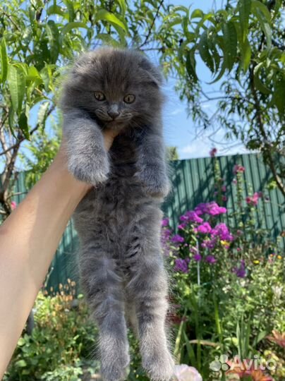 Шотладские котята