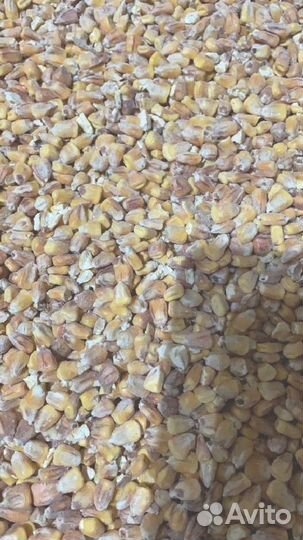 Кукуруза кормовая