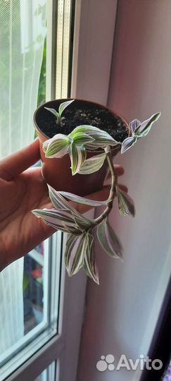 Комнатные цветы