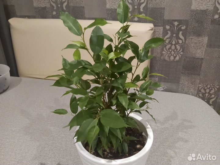 Фикус бенджамина