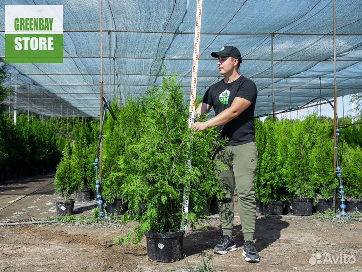 Туи брабант 120 см свежая копка 2023