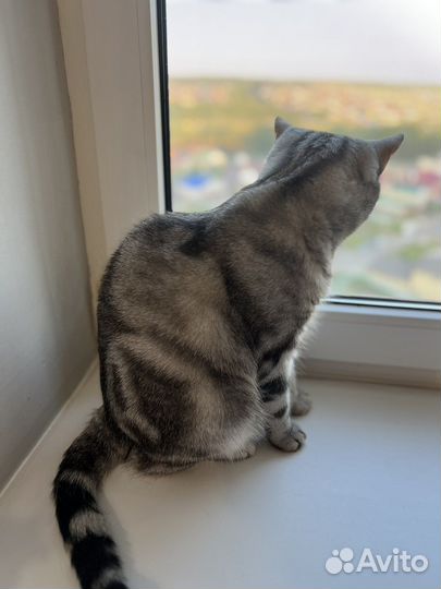 Британская кошка
