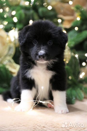 Бордер колли Мальчик