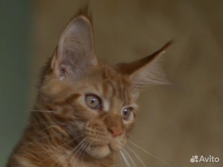 Maine-coon котята гиганты девочки (питомник)