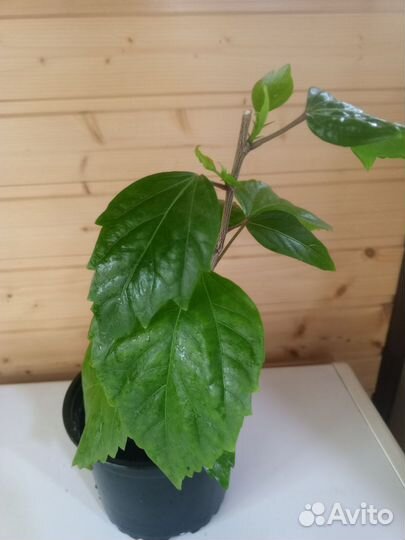 Гибискус, фикус, рео, хлорофитум