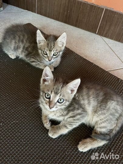 Котёнок, мальчики