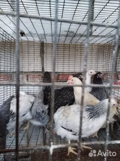 Продаются молодоки кур Корал Ник, Кубанские красна