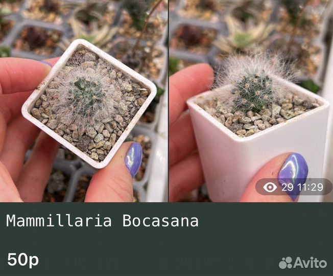 Редкие Кактусы Каланхоэ