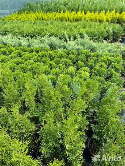 Туи и можжевельники