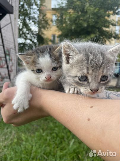 Котенок