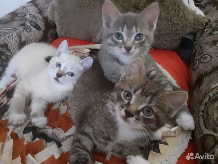 Отдам котят добрым и заботливым людям