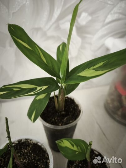 Ктенанта лубберса