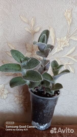 Традесканции сортовые