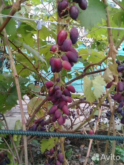 Саженцы раннего винограда, грецкого ореха