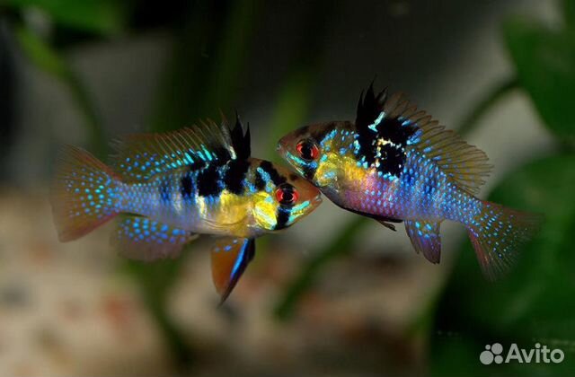 Аквариумные рыбки
