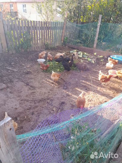 Куры несушки,утки индийский бегунок