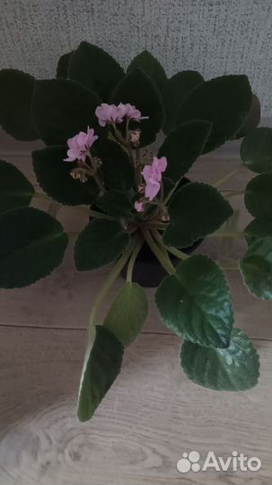 Фиалка. Сенполия. Цветок