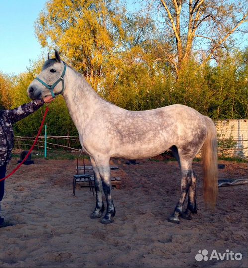 Продажа лошадь с жеребенком