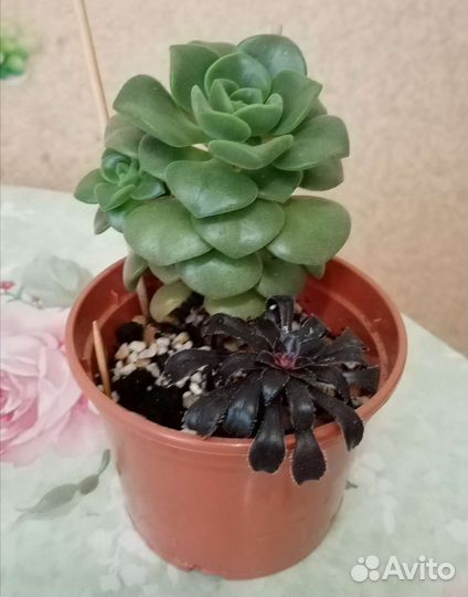 Суккуленты