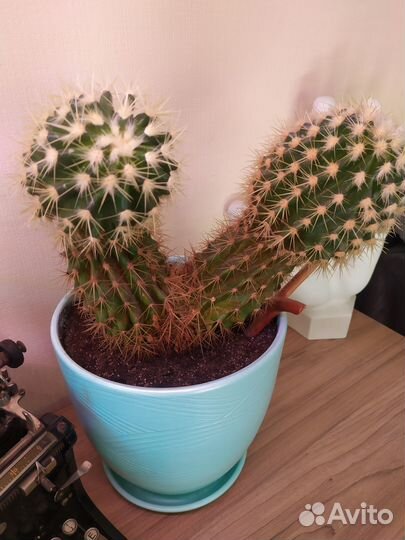 Кактус гвоздичноцветный. Суккулент