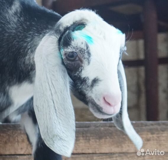 Обезроживание, кастрация, клеймение сельхоз животн