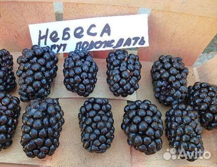 Ежевика небеса могут подождать