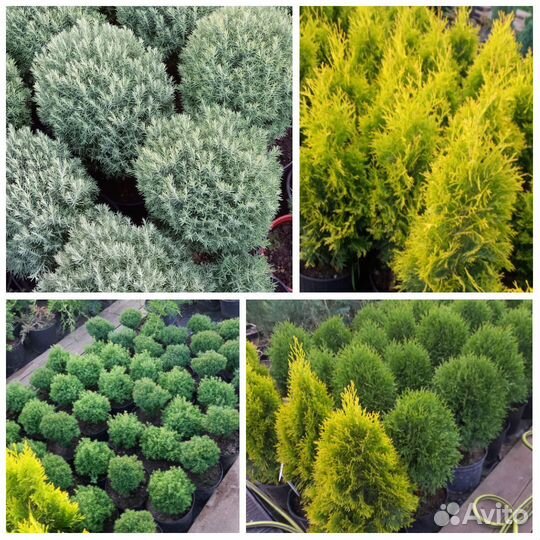 Можжевельник скальный Блю Эрроу для живой изгороди