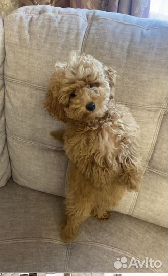 Той-пудель девочка красная