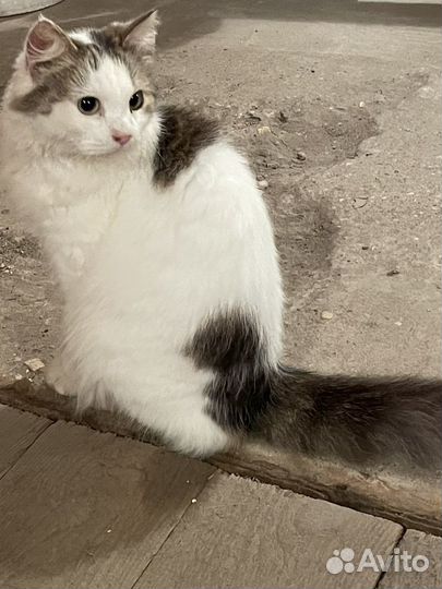 Кошка в дар бесплатно