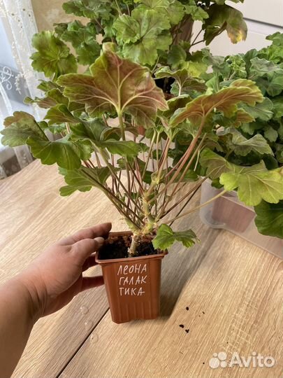 Пеларгония