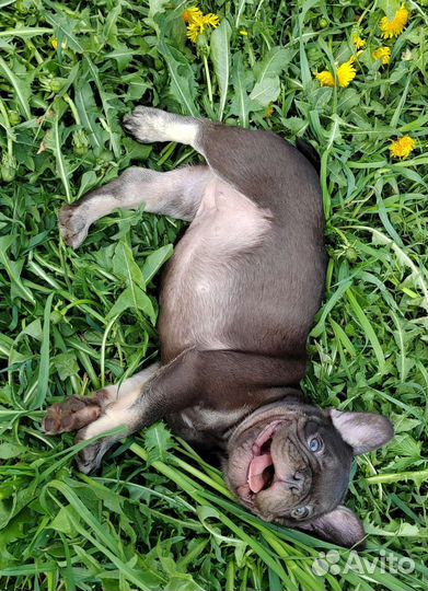 Шоколадный, лиловые, голубые, щенки француз