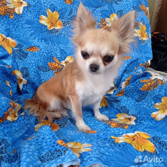 Взрослая девочка