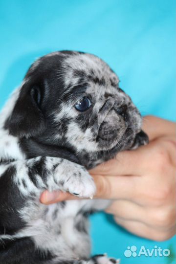 Француженка в программу изабелла