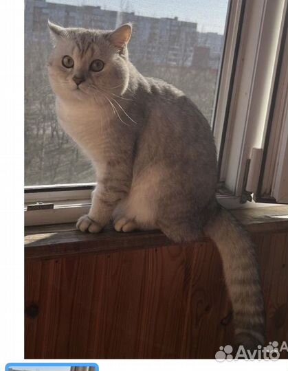 Шотландский кот вязка