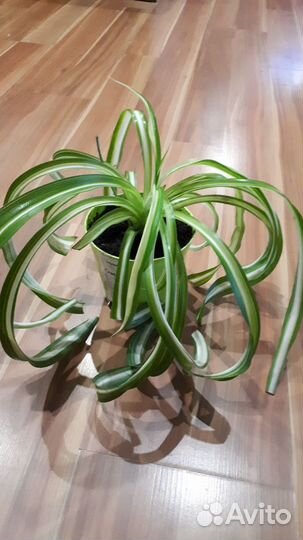 Хлорофитум кудрявый