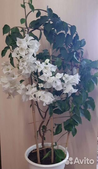 Бугенвиллия белая