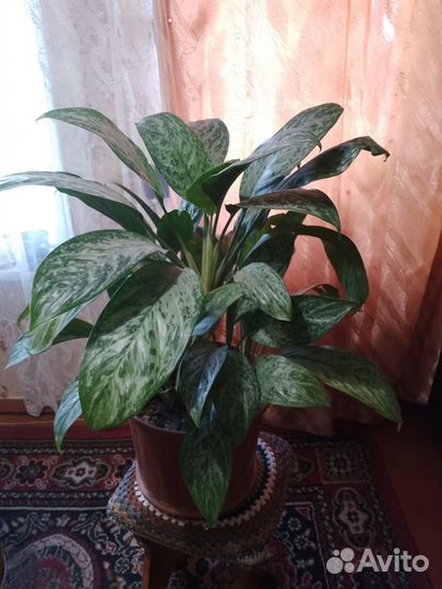 Комнатные цветы, растения