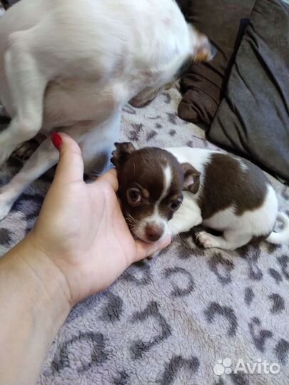 Мини той-терьер щенки
