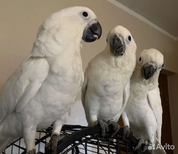 Птенцы выкормыши какаду